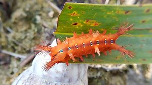 ‘Alien Slug’Theory About Strange ‘Discovered’ Creature Very Convincing Until It Sticks Out a Tongue