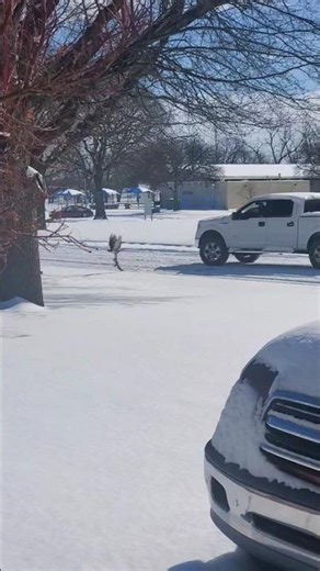 The Silent Red-tailed Hawk Strikes Again...