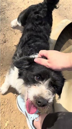 4/7/26 Rocket Spaniel/Terrier? 1-2 Years Up to Adopt Lucky Paws Doghouse Tishomingo Oklahoma