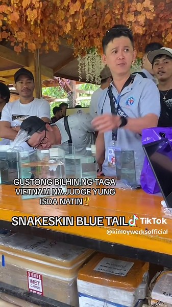 Guppy Fish Breeding Insights from Vietnam