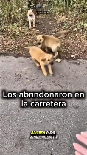 These puppies were so lucky to be rescued and adopted by a wonderful family 🐕😍🐕😍🐕😍