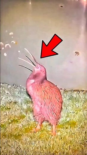 Top 5 Most Scariest Bird Sounds in the World