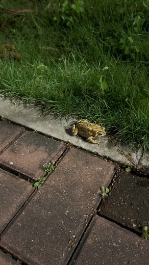 12K views · 400 reactions | A toad encountered a large insect migration on a road at Shenzhen in south China’s Guangdong Province. Instead of waiting silently on the sidelines, it quietly started feasting on the "buffet." #toad #insects #nature #animals #Guangdong #WildChina | CGTN China24 | Facebook