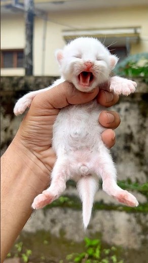 Kitten meowing 🐈😻 | Cat video | Cat | Cat sound | Persian cat sound | Cats | Meowing Cat sound