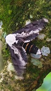 Beautiful Moth Flapping its Wings Wincent WAj8J #wildlife #nature #Insects | HAWI Studios