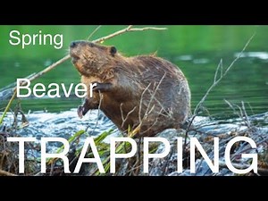 SPRING BEAVER TRAPPING