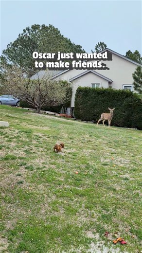 23M views · 609K reactions | Mini doxies have giant dog souls in such little bodies 歷 (Via - Stephen P.) #Dachshund #Deer #MiniDachshund | The Pet Collective | Facebook