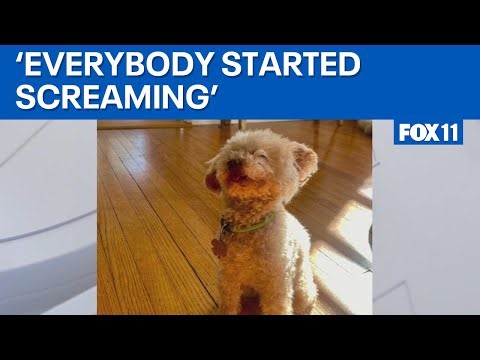 Owners of poodle killed in pit bull attack speak out