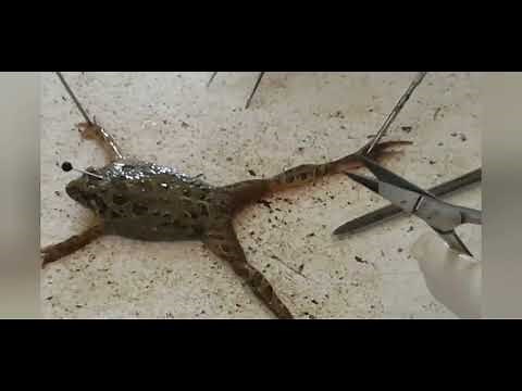 Étude expérimentale des propriétés physiologiques du nerf