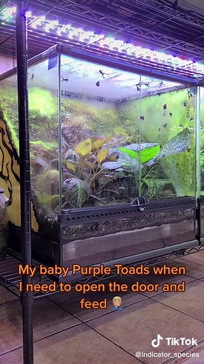 Purple Toad Timelapse! #repost #purpletoad #atelopusbarbotini #atelopus #endangeredspecies #indicatorspecies #captivebred #worldsfirst #amphibian #frog #toad #timelapse