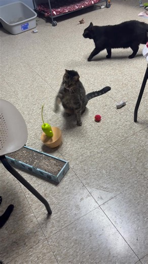 1.3K views · 29 reactions | This is our senior girl Teresa. She still has so much spunk left in her and we would love for her to find her forever home. If interested, please check out her profile at: https://www.petfinder.com/cat/teresa-72558345/oh/columbus/columbus-dog-connection-oh123/ Or email Mirna at mirnabowman.cdc@gmail.com | Columbus Dog Connection | Facebook