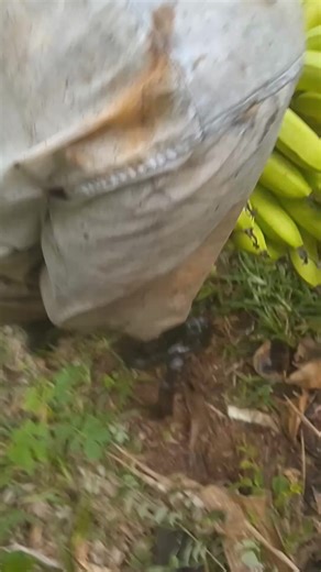 Djando Agriculture on Reels