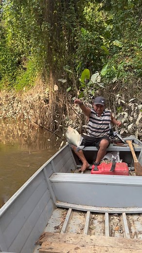 7.4K views · 118 reactions | How big do Piranha actually get? This is...