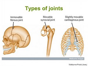 Types of Joints