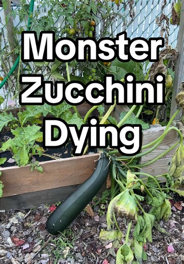 Monster Zucchini Dying, our monster zucchini leaves are dying due to changes in temperature, we are getting to the 40s now at night, What should I do? Waiting a week or more or just cut it now #zucchini #monsterzucchini #giantzucchini #plantok #gardentok