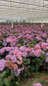 Just took a journey to floral paradise with Flowerstud! Our visit to the greenhouse was an absolute delight, surrounded by an ocean of heavenly hydrangeas. The scene was like something out of a fairy tale! 😍✨ Walking through the greenhouse was like stepping into a different world. The air was filled with the sweet scent of blooming flowers, and the sunlight filtering through the glass roof created a serene and magical ambiance. The hydrangea display was a symphony of colors - soft blues, romant