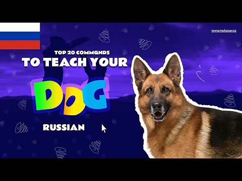 Teach Your Dog Commands In Russian (20 Common Words)