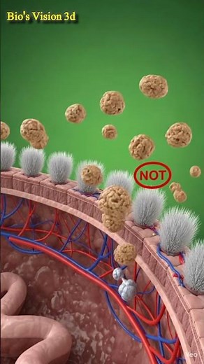 What Happens When You Eat Fiber? (Gut Health Explained)#science #eduction #3danimation