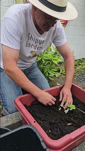 Transplant - Turnip (Swede)