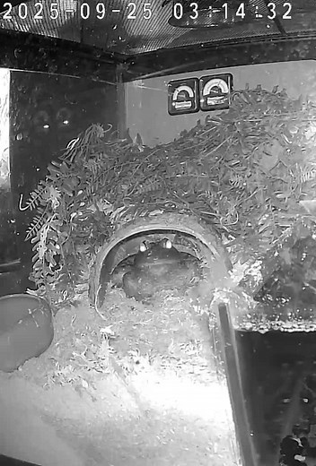 Why Does the Bullfrog Sit Like That?