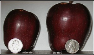 Sea Minerals Fertilizer - My Favorite Fertilizer