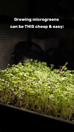 how to grow microgreens (cheap & easy!)