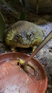 3K views · 134 reactions | Bei uns im Walter Zoo siehst du viele...