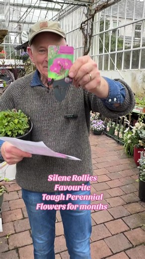 #add SILENE ROLLIES FAVOURITE Rose Campion flowers non stop from May Until October and lasts forever and a day ! Winter hardy Planting time is from now . Available in for delivery 🚚 WEBSHOP https://pergolanurseries.ecwid.com . Available in WEBSHOP https://pergolanurseries.ecwid.com ALL IRELAND DELIVERY 🚚 32 Counties Pergola Nurseries Garden Corner, Virginia, Co Cavan “A gardeners oasis of quality plants “ Open Tuesday to Saturday 10.3-5 Open Sundays 2-5 #fyp #grow #gardenideas #gardening