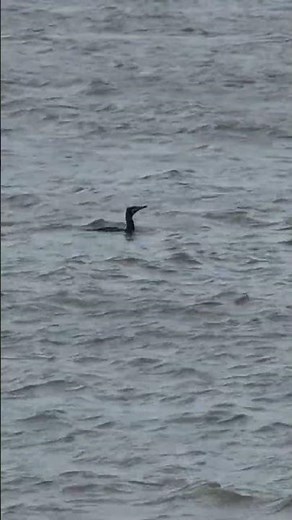 Cormorant diving Caister On Sea Norfolk Phalacrocorax Carbo