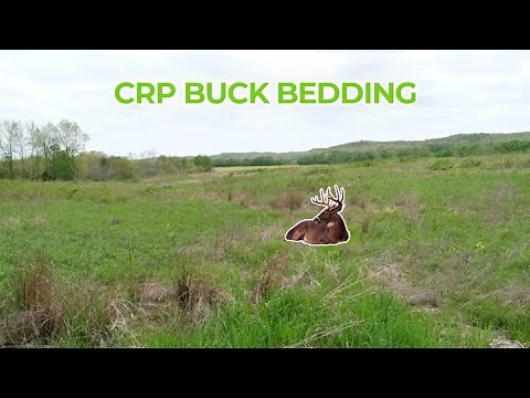 How bucks' bed in CRP Fields and a detailed stand setup