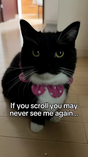 Meet Uni - The Friendly Tuxedo Cat