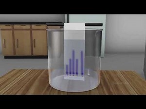 Paper chromatography - Chromatography experiment
