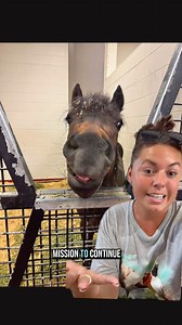 🧡Vol Vet Review: Colic Ep 1🧡🐴 UTCVM-University of Tennessee College of Veterinary Medicine | Katie Van Slyke