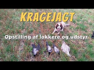 Kragejagt - Opstilling af lokkere og udstyr