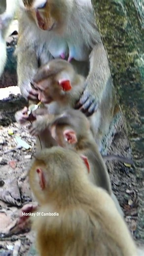 6.9K views · 85 reactions | Inside the Forest Home: How a Monkey Family Lives, Learns, and Thrives Amidst Nature’s Challenges Every Single Day _______ . . . #fypviralシ #cute #tiktok #monkey #animal #reel #fy #pet #facebookviral #fblifestyle | Monkey Of Cambodia | Facebook
