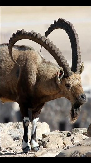 One of the strangest animals - the mountain goat