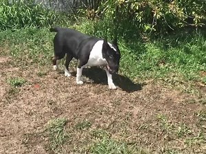 Featured Dog: Sophie https://spokanehumanesociety.org/adopt/41256170 | Spokane Humane Society