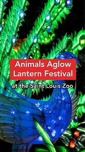 40K views · 528 reactions | You better go to Animals Aglow at the Saint Louis Zoo! | Explore St. Louis | Facebook