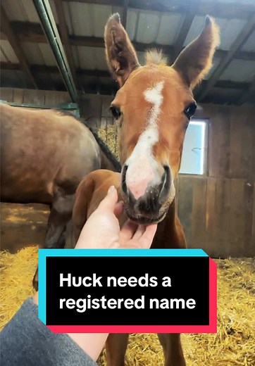 Creating a Registered Name for Huck the Colt