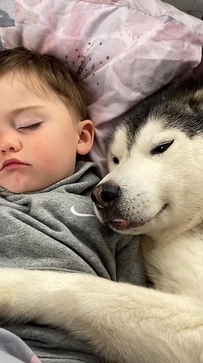 41K views · 1.6K reactions | I wish this story would never end!. _fix_006 #huskyandbaby #husky #milperthusky #animal #huskyvideo #siberianhusky #milliethehusky #kidswithdogs #timelapse #dog #cutevideo #dogs #dogvideo #siberianhuskies #babyanddog #millieandparker #huskies | Kaplan Kaplan | Facebook