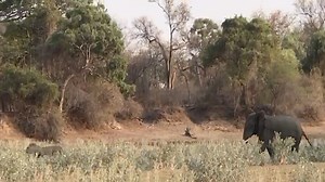 Lions may be the king of beasts, but looks like somebody forgot to tell the elephants that! video by Bushcamp Company guide Suzyo Zimba | The Bushcamp Company