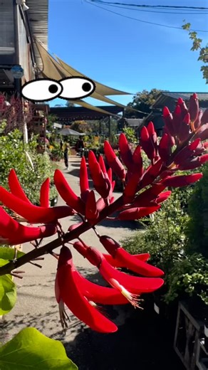 Check out this INSANELY GORGEOUS coral tree🙌🙌 Vibrant red flowers! Blooming now at Mountain Feed | Mountain Feed & Farm Supply