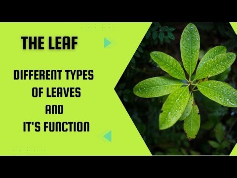 Types of Leaves🍀 | Function of Leaf 🍃| Plant Life ICSE Class-6 | Biology Education