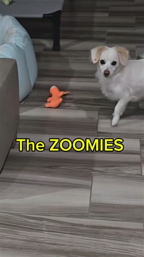 Why your dog runs in circles when you get home. #DogShorts #zoomies #happydog