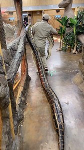 22M views · 313K reactions | This big burm came in the zoo recently and boy is t huge! It might be a world record! What do you think? | Jayprehistoricpets | Facebook