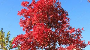 Red oak, autumn tree with red, burgundy, orange, leaves, swaying in the wind. Red oak in leaf fall. Seasons, October, November Stock Video