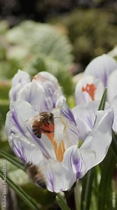 Vertical video. A honey bee sits on the orange pistil of a white crocus. Pollination of flowers. The work of insects. Spring season.