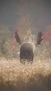 Deep grunts from a big Maine bull. | Allagash Antlers