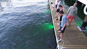 Weekends are full of fun for the whole family feeding fish here at the 15th Street Fisheries docks inside Lauderdale Marina on the Intracoastal Waterway! Come join us, and stay for lunch, dinner and drinks, plus live entertainment, all with the best waterway views in Fort Lauderdale! | 15th Street Fisheries