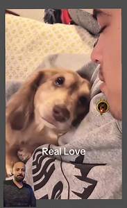 9K reactions · 673 shares | When your dog snuggle closely againt you, that's their way for expressing affection ♥️殺 #fypシ゚viralシ #love #fypシ゚ #usa #canada #florida | Simo Belfadil | Facebook